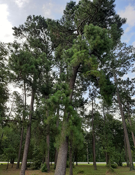 Loblolly Pine image
