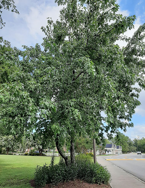 Silver Maple image