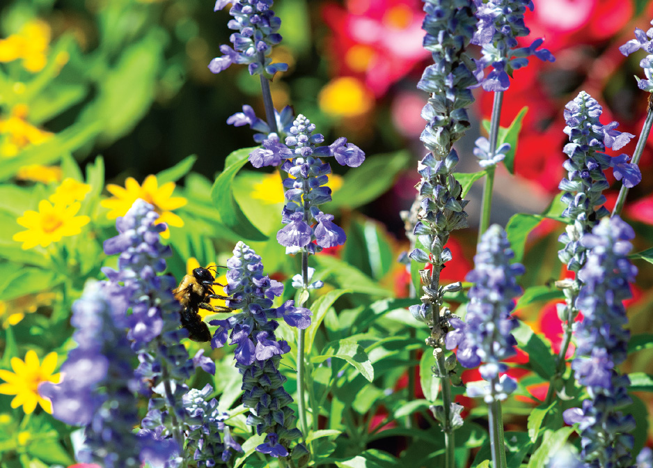 Pollination: Campus blossoms provide a feast for bees and other important pollinators.