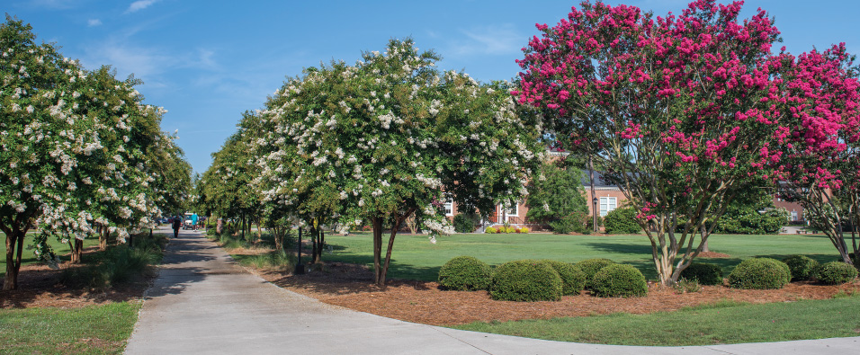 Garden path: Rows of crepe myrtles brighten the campus each summer.