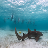 Baby Shark underwater in the Bahamas