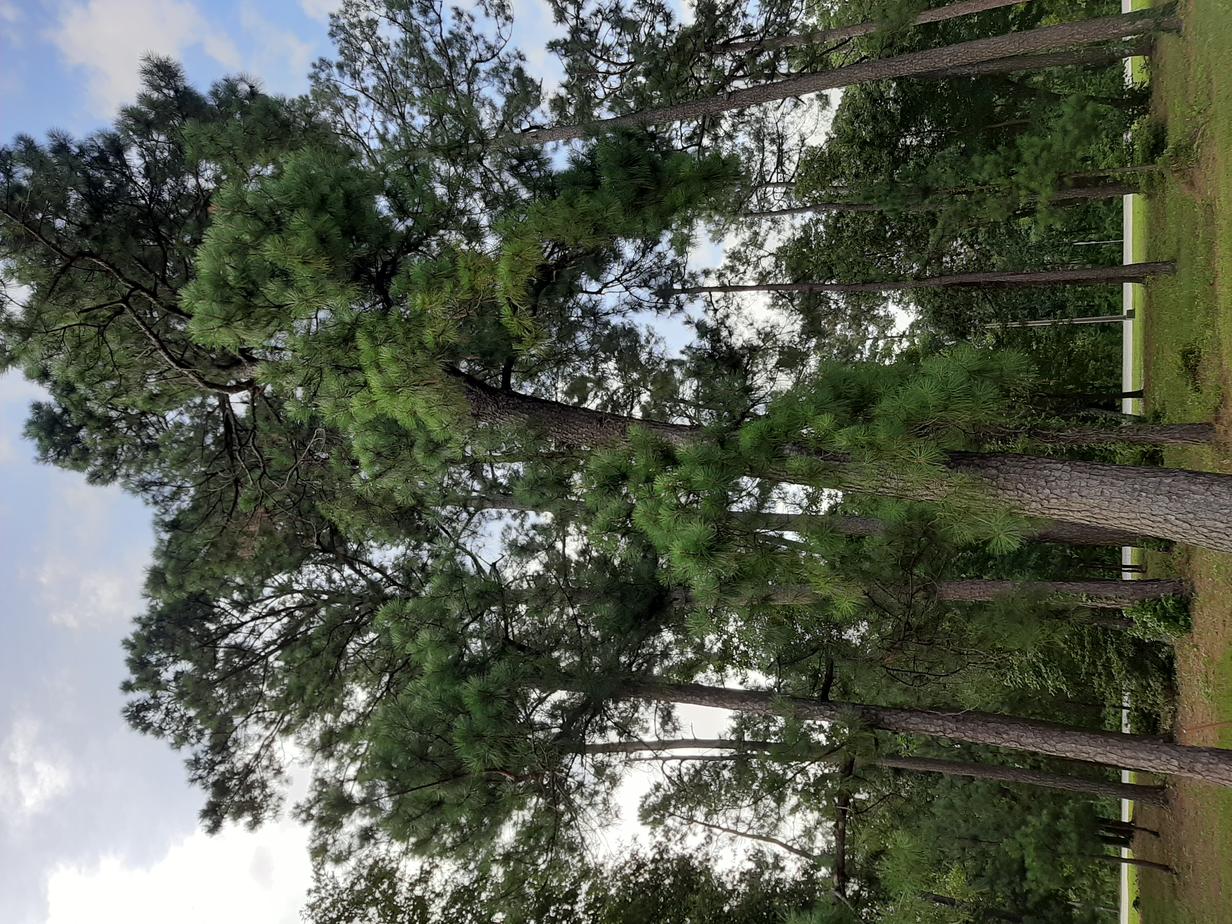 Loblolly Pine entire tree (added 2/4/2021) MCD 