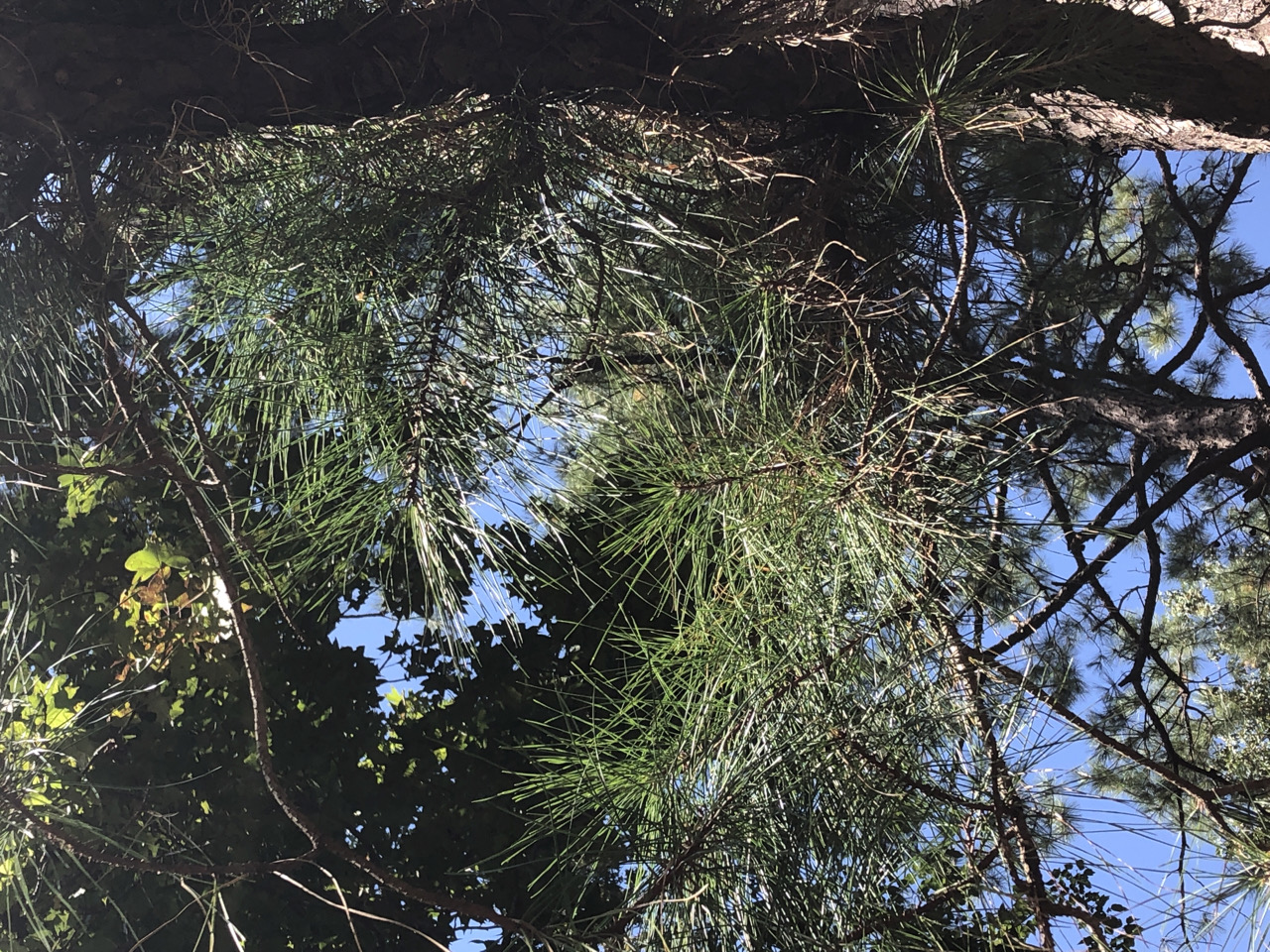 Loblolly Pine Leaves 1  (Added 2/4/2021) MCD 