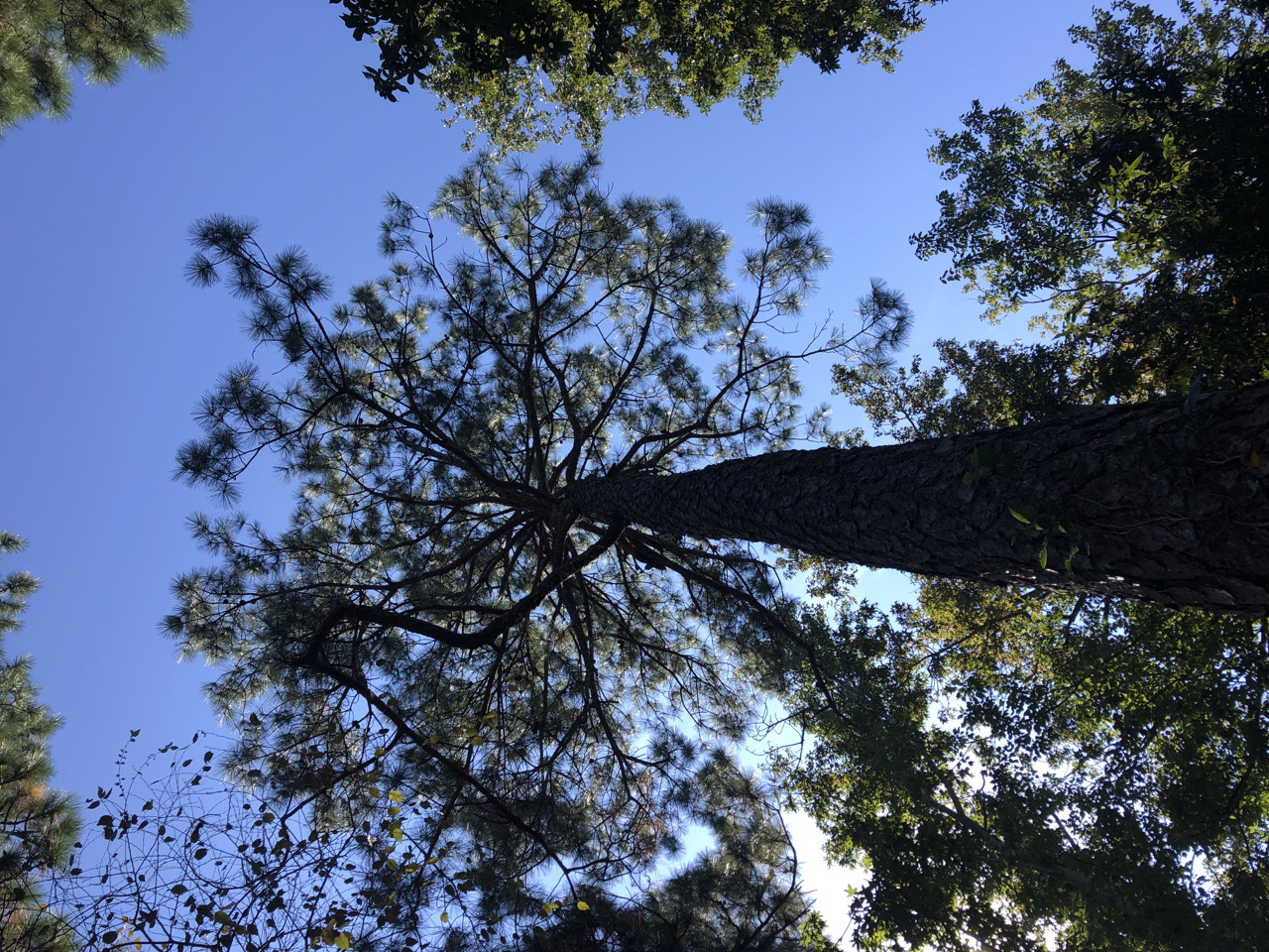 Loblolly Pine Canopy (Added 2/4/2021) MCD 