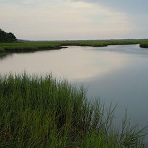 Marsh view image